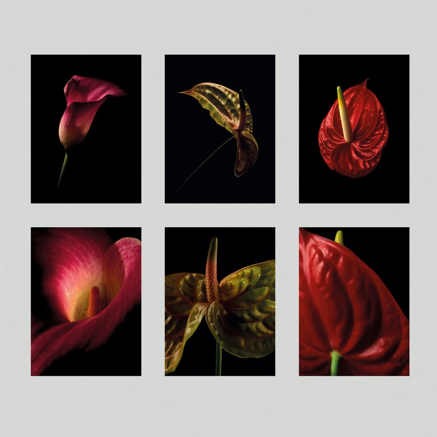 Set of 6 mini floral prints A6 size postcard, with vibrant flower photography