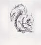 Squirrel Limited Edition Original Hand-Pulled Drypoint Print Animal Art - Image 2