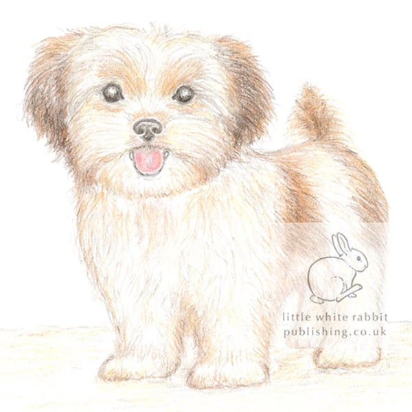 Lizzie the Shih Tzu Cross - Blank Card