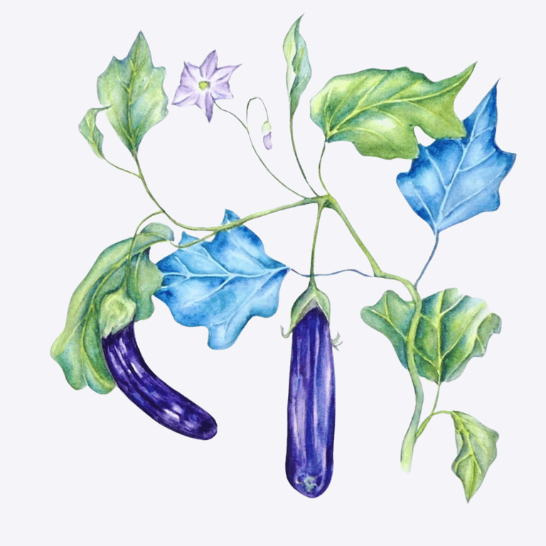 Framed Eggplant Botanical Original Watercolour Painting