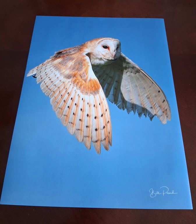 BARN OWL PHOTOGRAPH 16x12