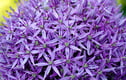 Flower Floral Photographs Prints
