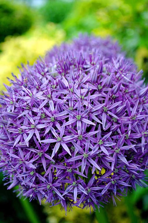 Allium Hollandicum Purple Summer Flowers Photograph Print