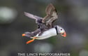 Puffin