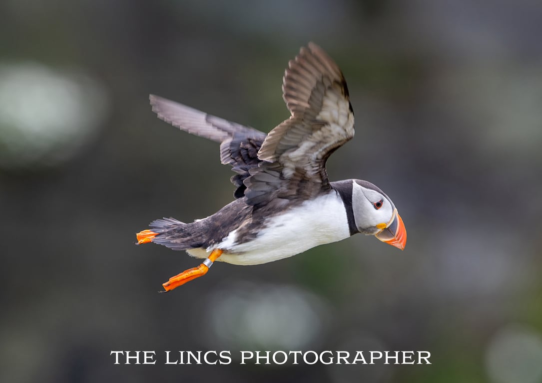 Puffin in flight print (limited edition of 4)
