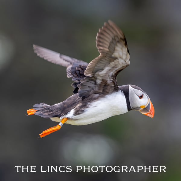 Puffin in flight print (limited edition of 4)