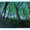 'Sunlight through the trees' original screen print - perfectly imperfect