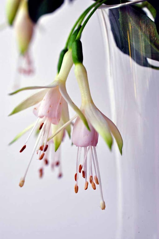 White Fuchsia Hawkshead Summer Flower Photograph Print