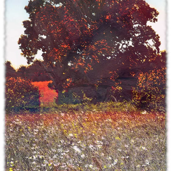 Yeovil Picture, Somerset Meadow Picture, Digital Art Print