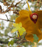 Maple leaf woodland fairy doll - gift for forest lovers, field maple tree