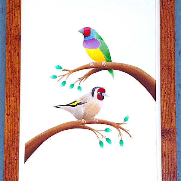 Handmade Framed A3 Print Colourful Gouldian GoldFinch White Border Wallart