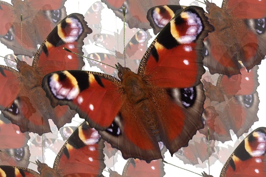 Butterfly Butterfly A4 Colour Digital Art Print