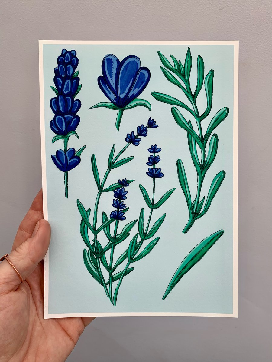 Art print - Lavender Art work. Art. Hand drawn. Illustration. Flowers.