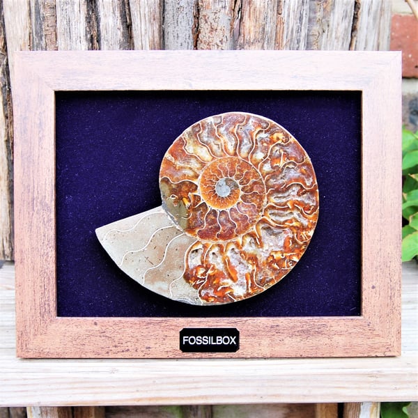 Large polished ammonite