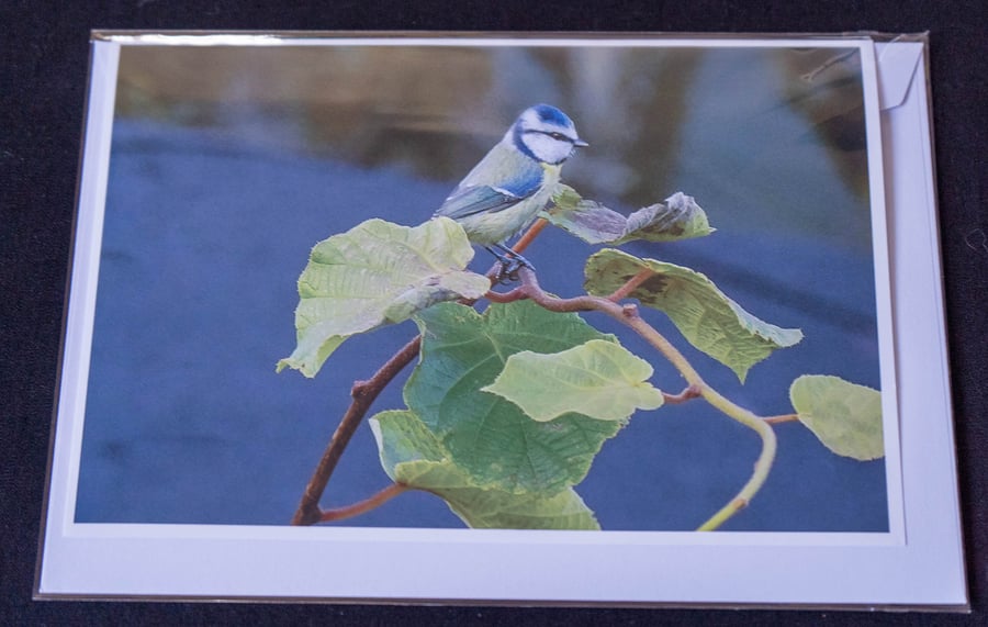 Blue Tit A5 Blank Greeting Card