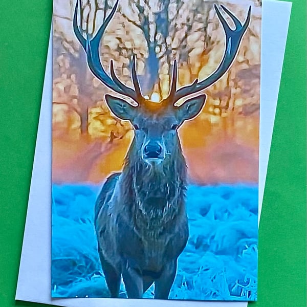 Stag at Glen Affric Scotland - Photographic Print Gretings Card