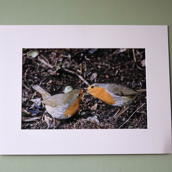 Mounted Photograph of Two Robins