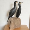 Cormorants on driftwood