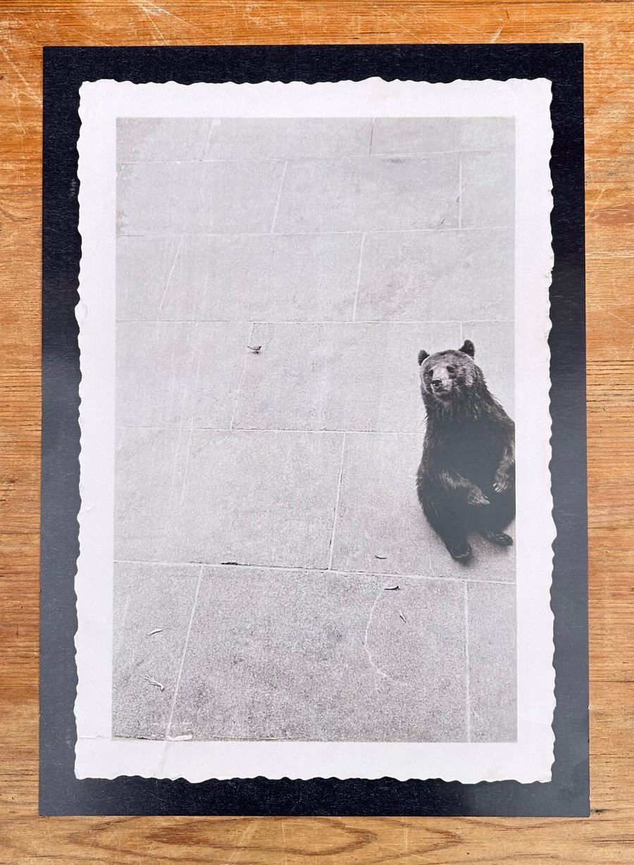 Bear print - Zoo print - Animal print 