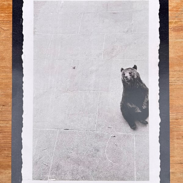 Bear print - Zoo print - Animal print 