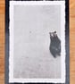 Bear print - Zoo print - Animal print  - Image 1