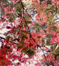 Maple leaf LED lamp - countryside night light - Image 4
