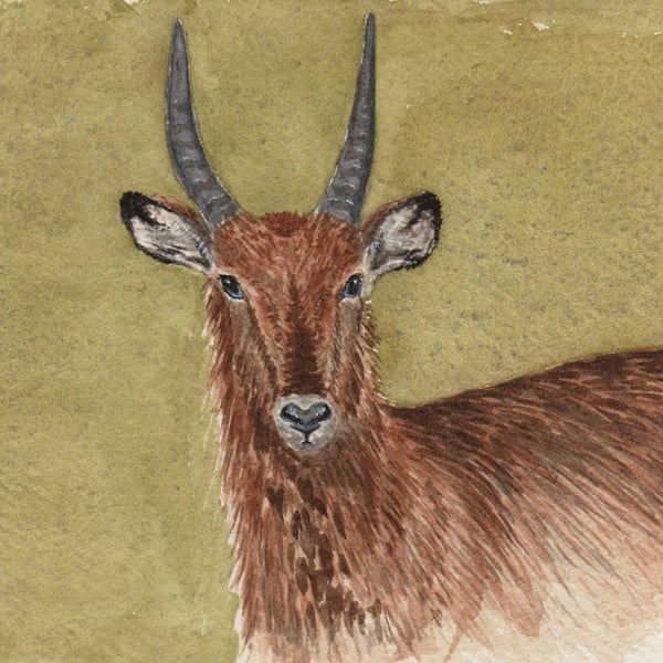 Waterbuck Original Watercolour Painting