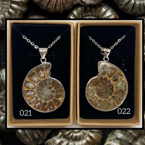 Fossil ammonite pendant necklace