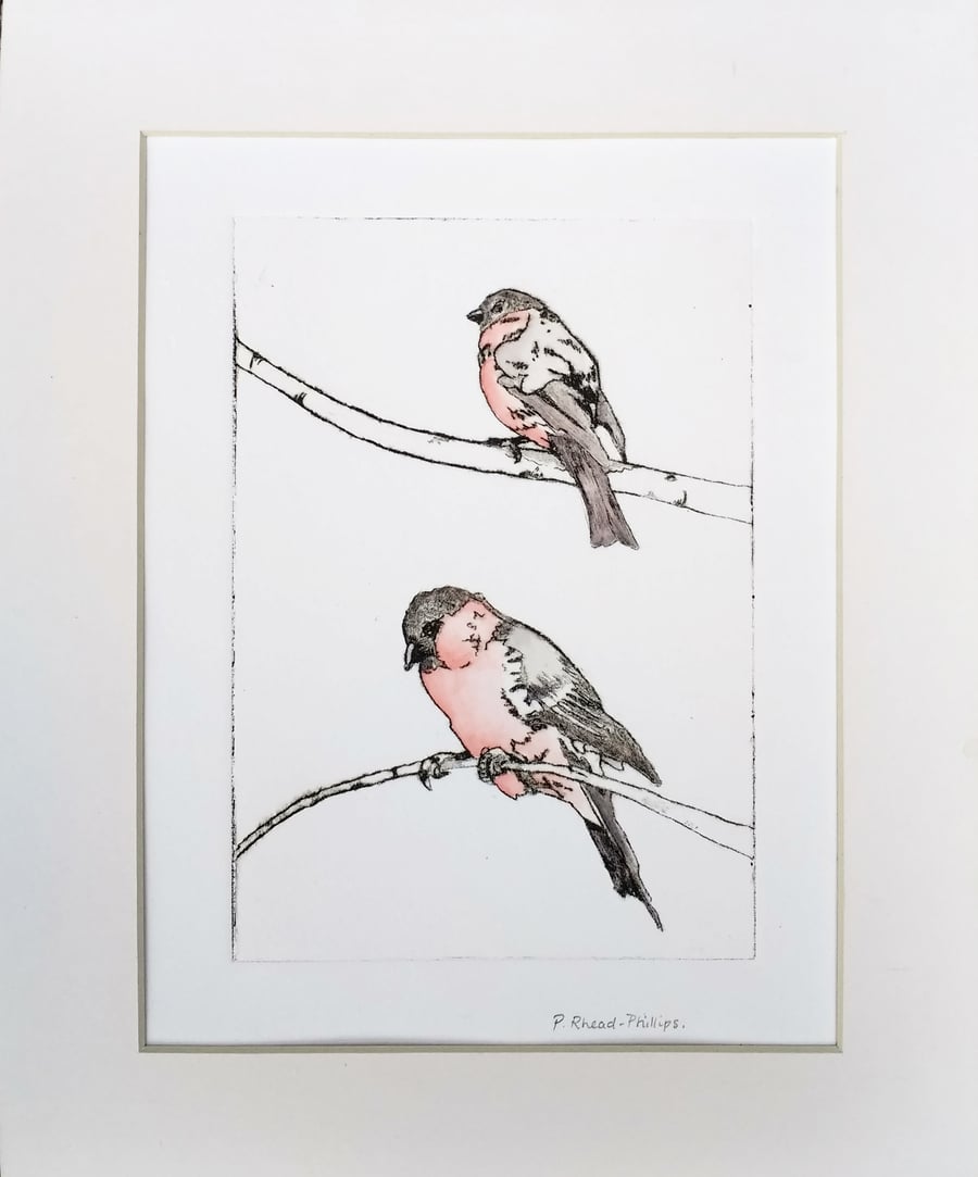 Bullfinch