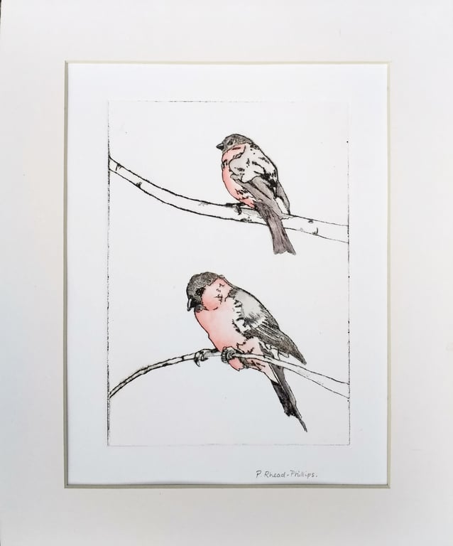 Bullfinch