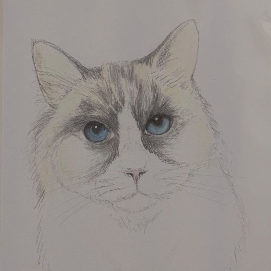 'Burmese' cat