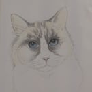 Stunning "Burmese' cat