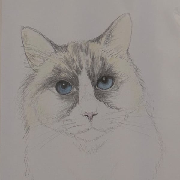 'Burmese' cat