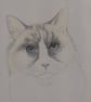 'Burmese' cat
