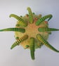 Sea Anemone  - Image 2