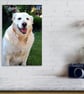 Golden Retriever Dog Canine Portrait Photograph Print - Image 4