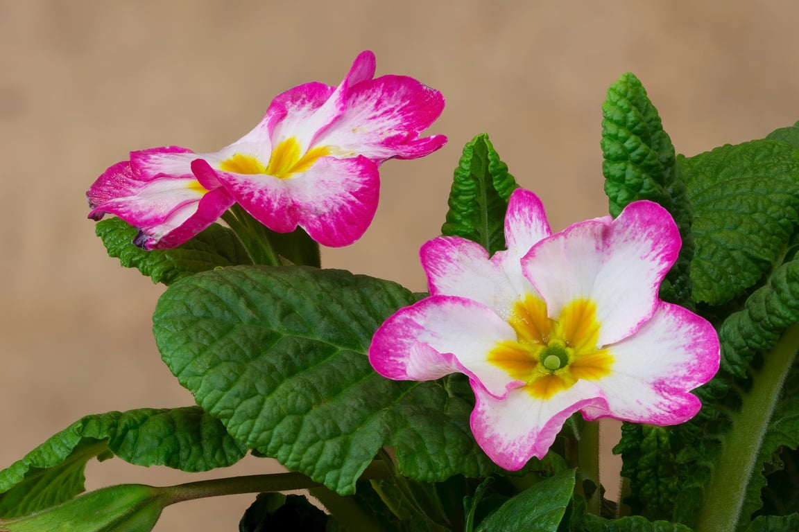 British Primrose print