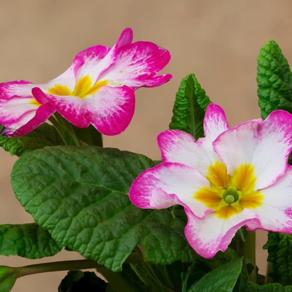 British Primrose print