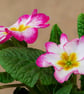 British Primrose print - Image 1