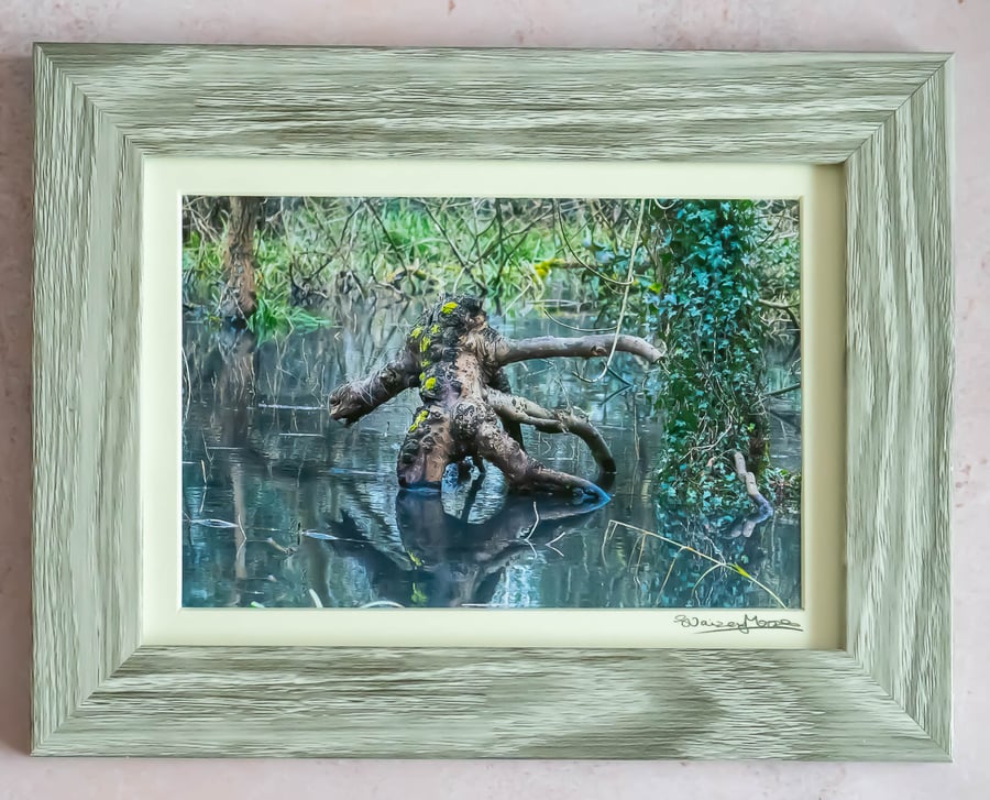 "Swamp Monster" Tree Stump in Flooded Woods Framed Photographic Wall Art