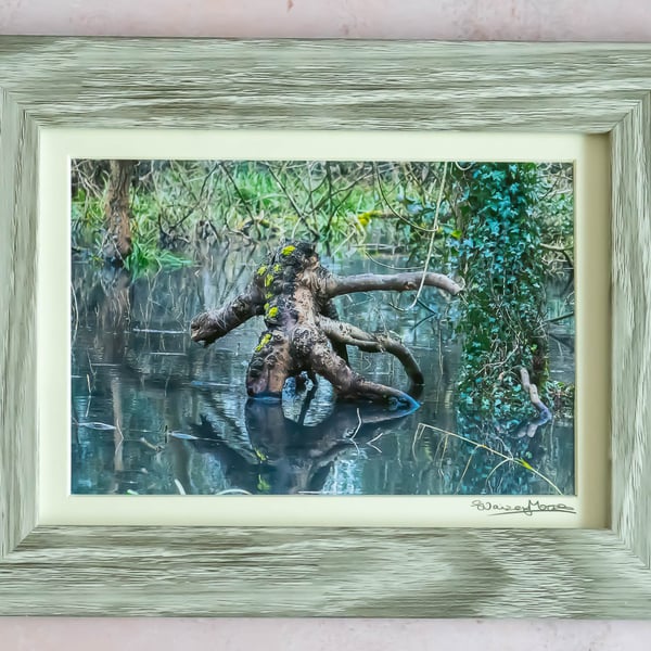 "Swamp Monster" Tree Stump in Flooded Woods Framed Photographic Wall Art