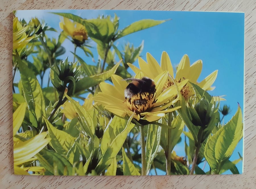 White-tailed Bumblebee Card