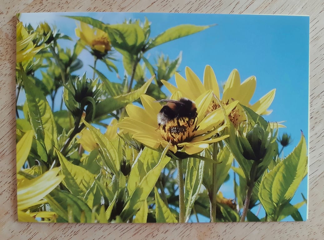 White-tailed Bumblebee Card