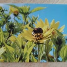 White-tailed Bumblebee Card