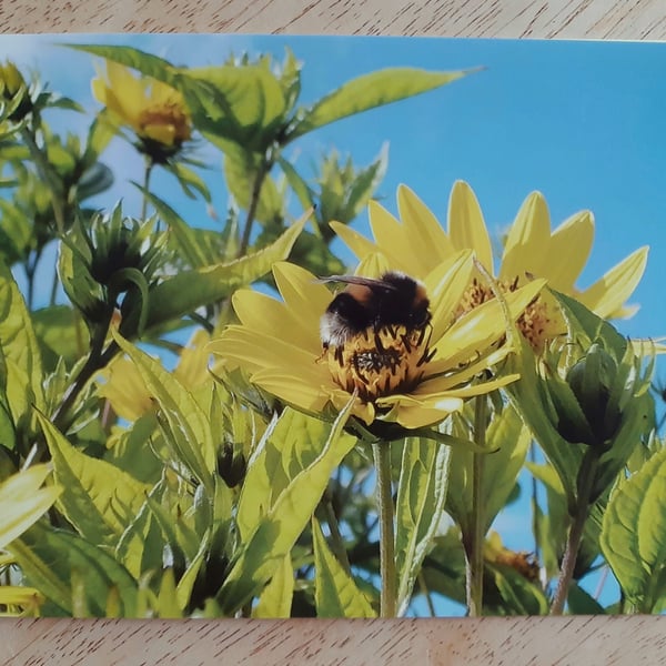 White-tailed Bumblebee Card