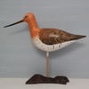 Bar-tailed godwit