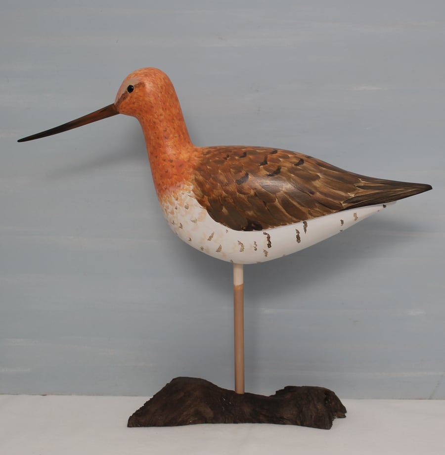 Bar-tailed godwit