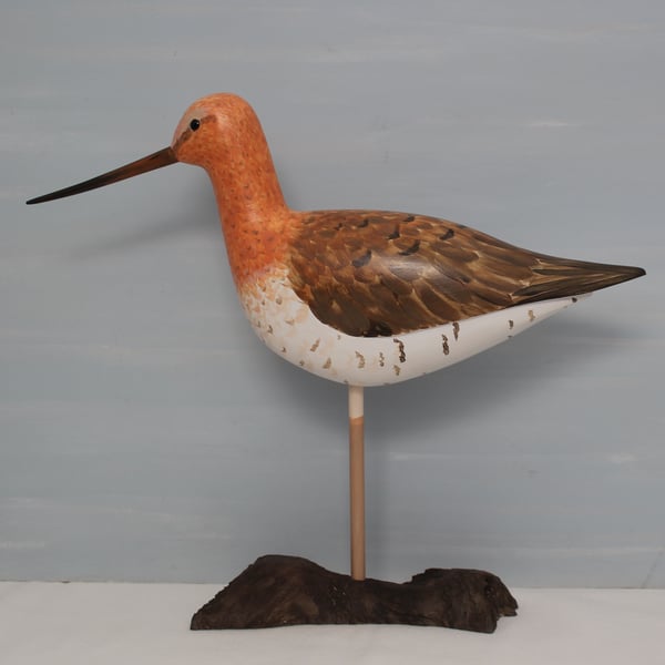 Bar-tailed godwit