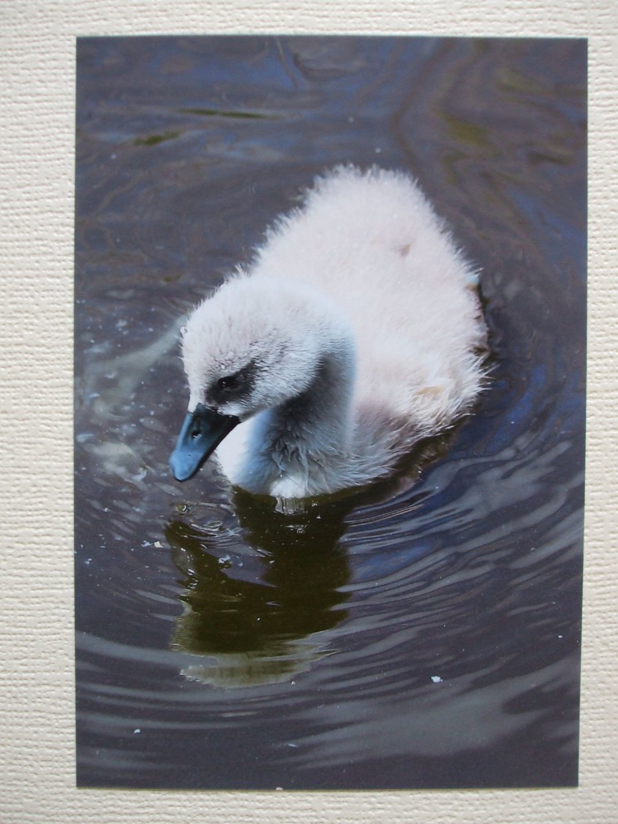 Photographic greetings card of a Cygnet.