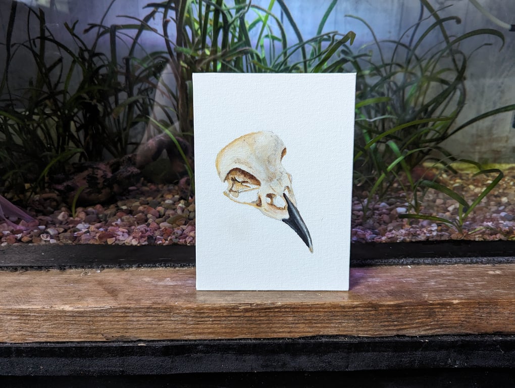 Bird Skull Acrylic Painting